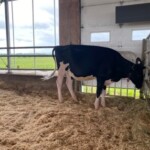 800万円で落札されたユニクス×ブロウカウ