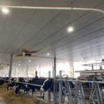 初産牛と2〜3産に分けてロボット3台ずつで搾乳